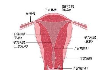 子宫内膜厚度多少正常，子宫内膜12mm的危害