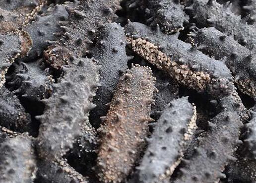 吃海参补什么,海参的主要功效及禁忌