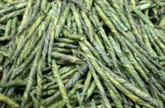 苦丁茶的功效与作用及禁忌，苦丁茶的饮用方法