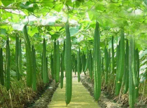 春季吃什么润肺止咳 多吃这几样蔬菜和汤类让你滋阴润肺