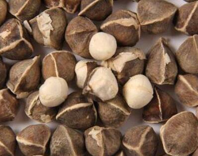 辣木籽的功效与作用及食用方法