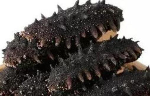 2020年海参的价格，1只海参大概多少钱