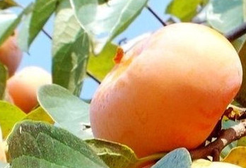 柿子和什么不能一起吃，吃柿子禁忌什么食物