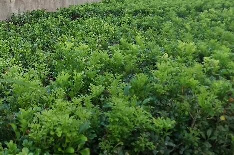 怀孕几天能测出来，怀孕最早可以几天测出来