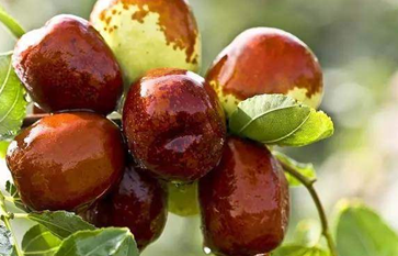 冬天吃什么水果好 适合冬天吃的水果你吃对了吗