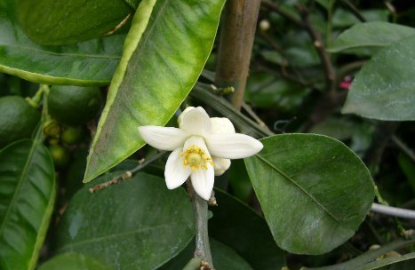 代代花茶的功效与作用及禁忌