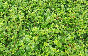 打嗝最快方法止嗝,一分钟止嗝偏方