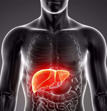 肾的位置在哪？肾的位置图片，肾在前面还是在后面