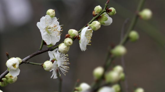 绿萼梅的功效与作用,绿萼梅的别名是什么？