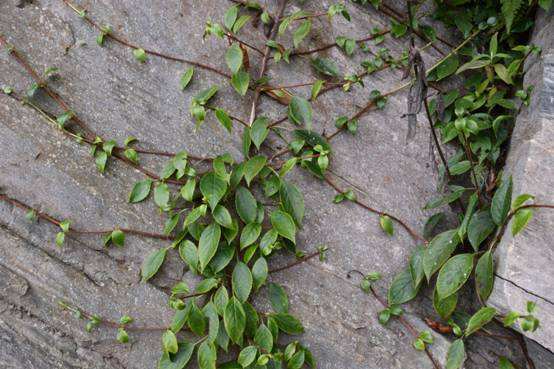 钻地风的功效与作用,钻地风图片,钻地风的别名