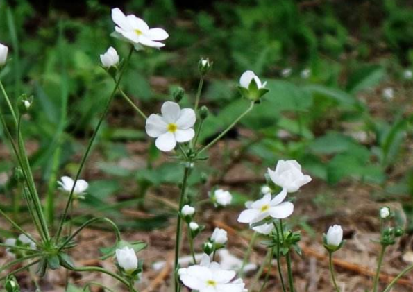 点地梅的功效与作用,点地梅的花语,点地梅的图片