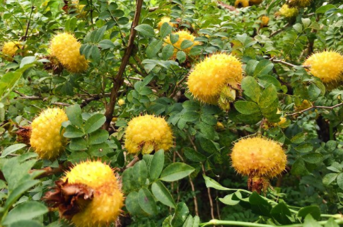 刺梨的功效与作用有哪些？