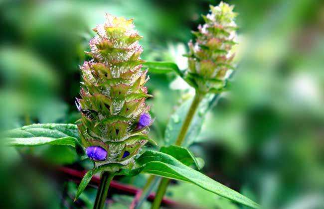 夏枯草的功效与副作用，夏枯草种子价格