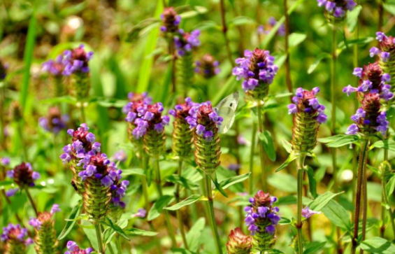 夏枯草的功效与副作用，夏枯草种子价格