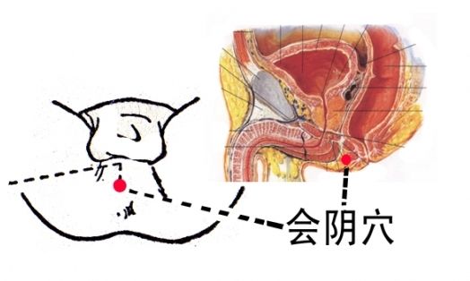会阴穴在哪？会阴穴的作用有哪些？