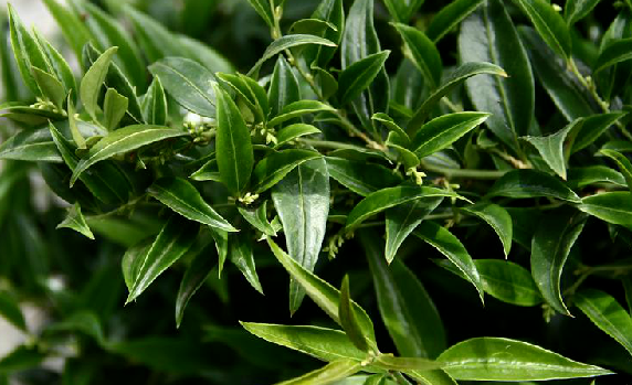 胃友的功效与作用,胃友又叫什么名字?