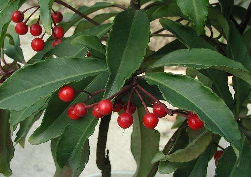 小罗伞的作用及功效,小罗伞的图片