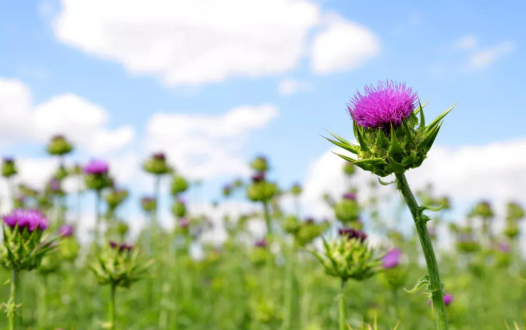 水飞蓟因何被称为“肝脏保护剂”?看看水飞蓟的功效就知道!