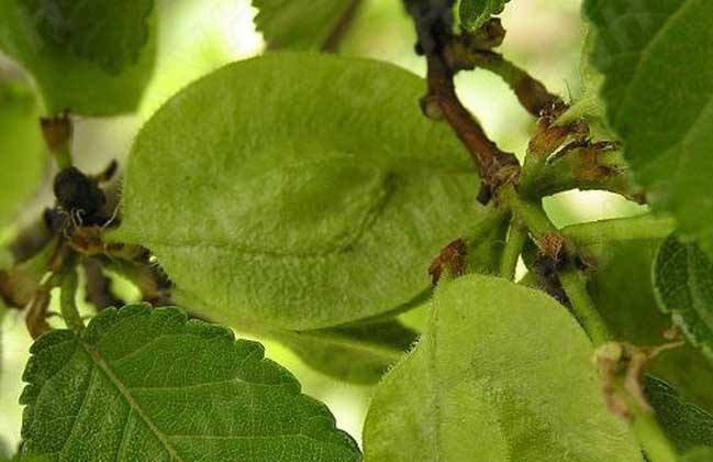 芜荑的功效与作用,芜荑的图片