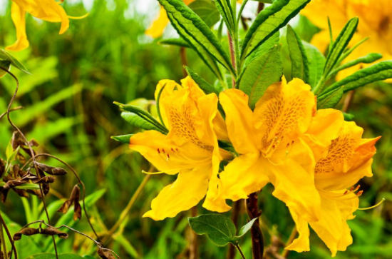 闹羊花的功效与作用,闹羊花多少钱一斤？