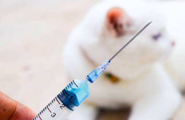 狂犬疫苗副作用终身，狂犬疫苗副作用很大吗？