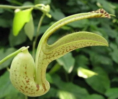 中国人患肝癌的原因是什么？