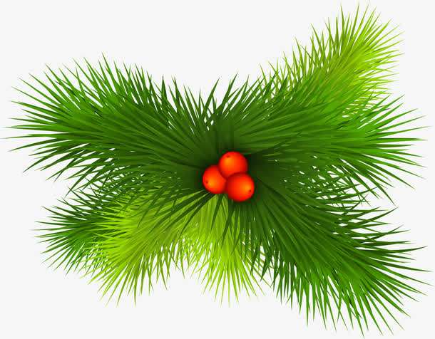 松叶的功效与作用,松叶的图片