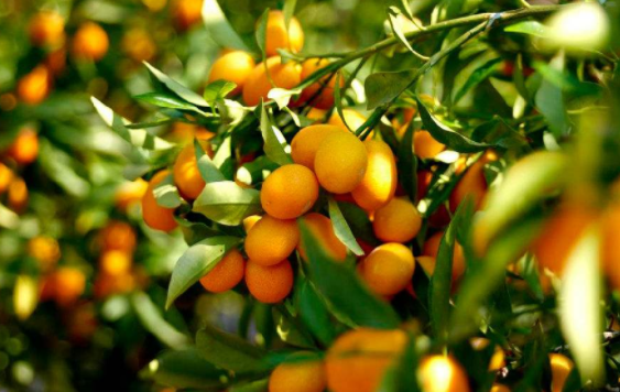 金桔的功效与作用，金桔止咳的做法