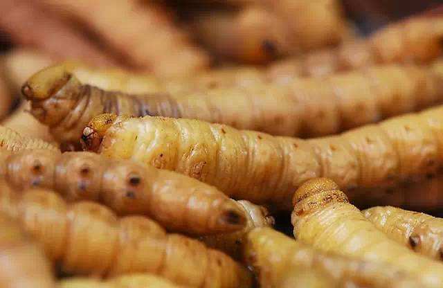 豆虫什么意思，豆虫的吃法