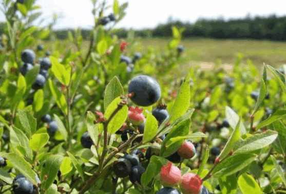 农村里这些不起眼的野果，想不到它们都是治疗疾病，抗癌的好果子