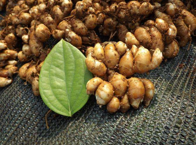 生姜品种介绍,姜的种类及图片大全