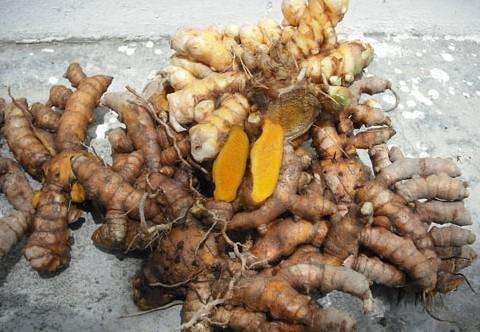 生姜品种介绍,姜的种类及图片大全