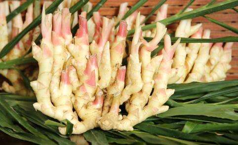 生姜品种介绍,姜的种类及图片大全