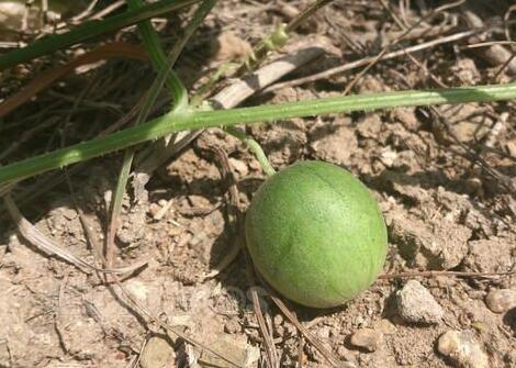 马泡瓜的功效与作用以及注意事项
