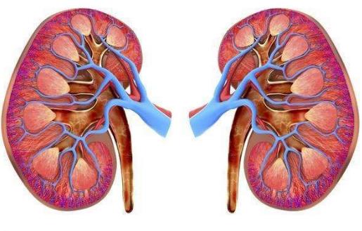 肾好才是硬道理 日常保护肾脏的方法
