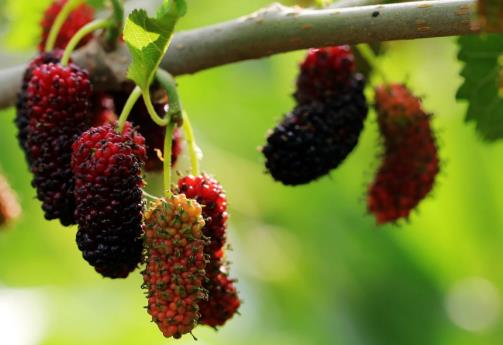 女性脸色发白属气血不足 教你补气补血食谱补气色 女性脸色发白属气血不足 教你补气补血食谱补气色