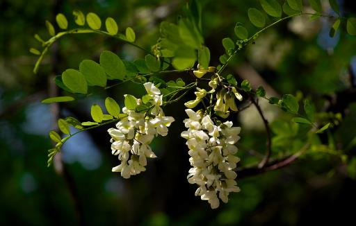 春吃蔬菜养生保健 介绍几种蔬菜延年益寿防病治病 春吃蔬菜养生保健 介绍几种蔬菜延年益寿防病治病