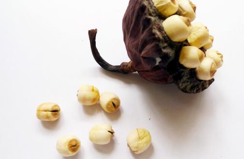 莲子一把 令你大脑灵活降压安神简单又有效 莲子一把 令你大脑灵活降压安神简单又有效