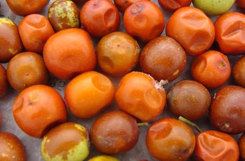 了解血管系统远离血管疾病 让血管恢复青春的保鲜剂