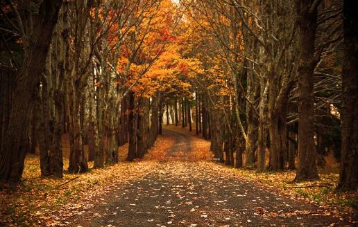 科学地进行散步 才能达到健身的目的