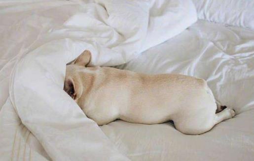 起床缓冲失败 适当的赖床却有益于身体健康