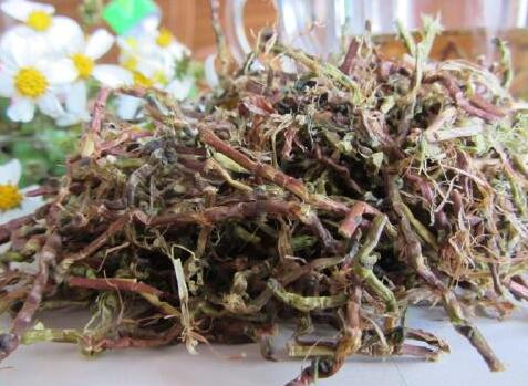 毛冬青茶叶的功效与作用