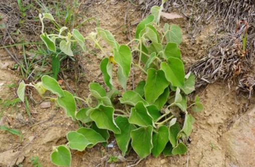 寻骨风的功效与作用,寻骨风的图片,寻骨风的别名