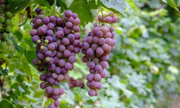 紫葡萄,紫葡萄的功效与作用