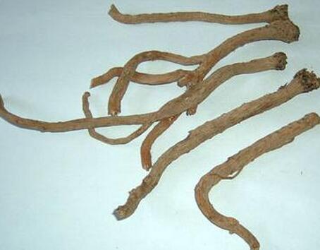 板蓝根的功效与作用与用药禁忌