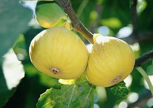 无花果的营养价值与作用