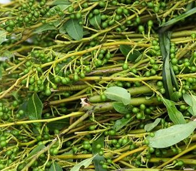 木姜子有什么功效 选购方法是什么