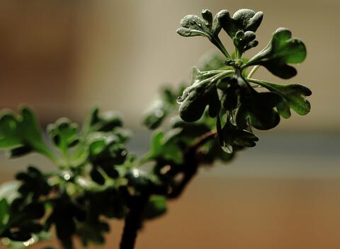 茵陈的功效与作用