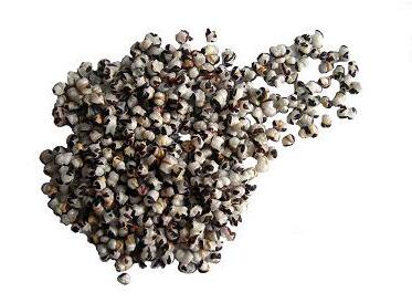 炒王不留行 王不留行能丰胸吗