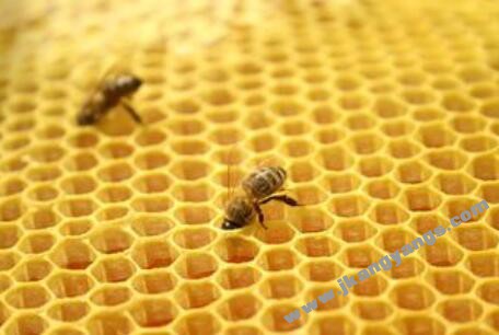 蜂胶的作用与功效 蜂胶的食用方法